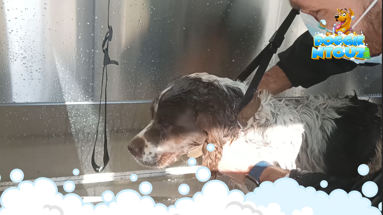 Doggientouz, dogwash station #doggientouz #doggientous #dogwash #petwash #μπανάκι #ντουζάκι #σκυλομπανάκι # βούρτσα σκύλου #πλυντήριο σκύλων #ντουζιέρα κατοικιδίων #χτένα σκύλου #σαμπουάν σκύλου #υποαλλεργικό #λιχουδιά #κατοικίδιο #αδέσποτο #σκύλος #σκυλάκι #μπανιέρα #grooming #groomer #καλλωπισμός σκύλων #φιλοζωική #μαλτέζ #pitbull #ράτσα #λυκόσκυλο #goldenretriever #boston terrier #λαμπραντόρ #blaster #αντιπαρασιτικό #doperman #pomeranian #jackrasel #malinoua #μαλινουά